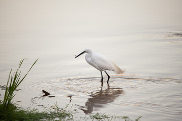 Garza, blanca, pesca en el agua, pico largo, ardea alba