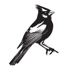 silhouettes of birds,bird, silhouette, animal, nature, illustration, vector, birds, crow, black, isolated, beak, bullfinch, branch, wildlife, white, wing, raven, feather, winter, cartoon, art, fly, tr