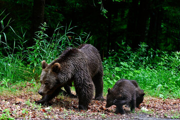 Europäischer Braunbär (Ursus arctos arctos) mit Jungtieren - Karpaten, Rumänien // European brown bear - Carpathians, Romania © bennytrapp