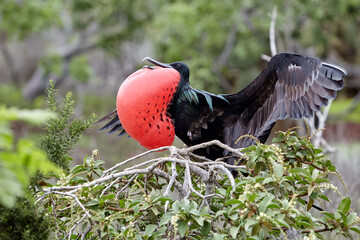 Frigate birds in the Galápagos are remarkable seabirds known for their impressive wingspan, forked tails, and striking sexual dimorphism
