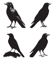 silhouettes of birds,bird, silhouette, animal, nature, illustration, vector, birds, crow, black, isolated, beak, bullfinch, branch, wildlife, white, wing, raven, feather, winter, cartoon, art, fly, tr