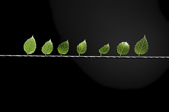 A series of fresh green leaves neatly aligned along a taut wire against a dark background, reflecting nature, growth, and the beauty of natural forms.