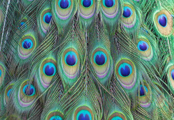 colorful of peacock feathers as background