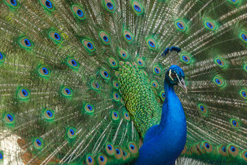 Obraz premium peacock with open tail feathers as background