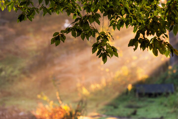 Jesienne tło, tapeta, mglisty poranek w parku w Pszczynie Śląsk.  © Elżbieta Kaps