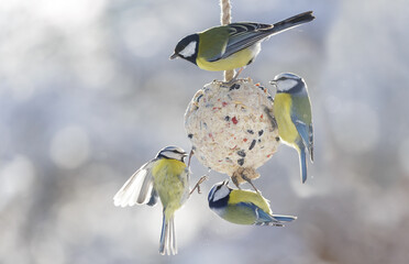 little birds feeding on bird feeder with suet fat ball. Blue tit and Great tit. Winter time