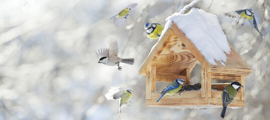Little birds feeding on a bird feeder with sunflower seeds on winter background. Great tit, blue...