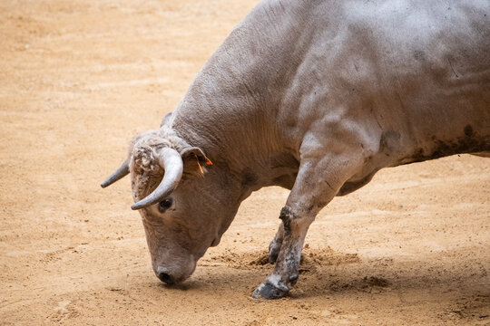 Toro, recortador, lidia, cornamenta, testuz, hechura, salida, bravura