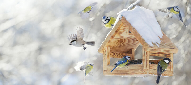 Little birds feeding on a bird feeder with sunflower seeds on winter background. Great tit, blue tit, chickadee. Winter time