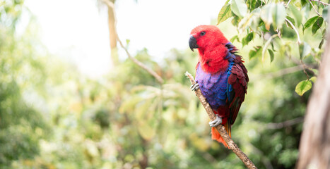 bunter Kanarienvogel