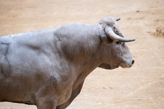 Toro, recortador, lidia, cornamenta, testuz, hechura, salida, bravura