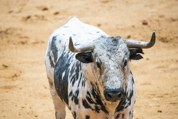 Toro, recortador, lidia, cornamenta, testuz, hechura, salida, bravura