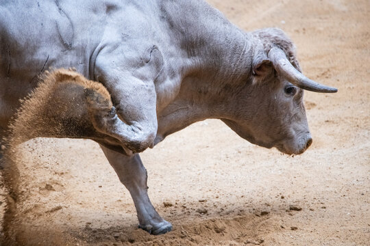Toro, recortador, lidia, cornamenta, testuz, hechura, salida, bravura