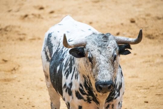 Toro, recortador, lidia, cornamenta, testuz, hechura, salida, bravura
