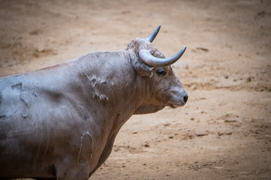 Toro, recortador, lidia, cornamenta, testuz, hechura, salida, bravura