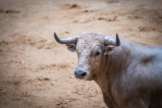 Toro, recortador, lidia, cornamenta, testuz, hechura, salida, bravura