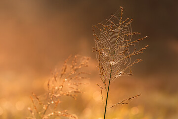 Jesienne tło, trawy o świcie w rosie, tapeta. © Elżbieta Kaps