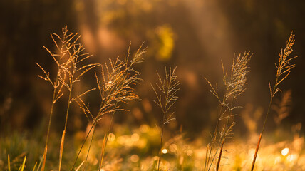 Jesienne tło, trawy o świcie w rosie, tapeta. © Elżbieta Kaps