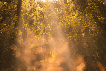 Jesienne tło, tapeta, mglisty poranek w parku w Pszczynie Śląsk.  © Elżbieta Kaps