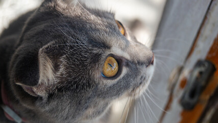 A gray tabby cat with a pink collar and orange eyes looks up