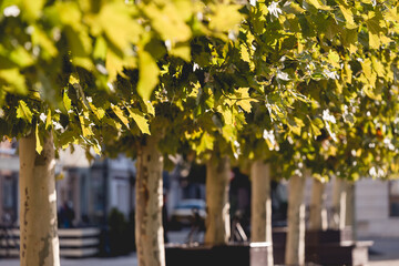 Rynek w Pszczynie Śląsk, jesienny poranek.  © Elżbieta Kaps