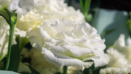 White eustoma close-up. A large white flower in sunlight with many petals close-up