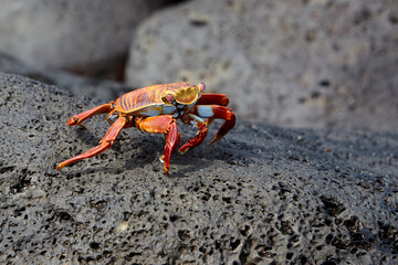 The Sally Lightfoot crab is a vibrant and agile crustacean native to the Galápagos Islands. Known for its striking colors, which range from bright red to orange and blue.