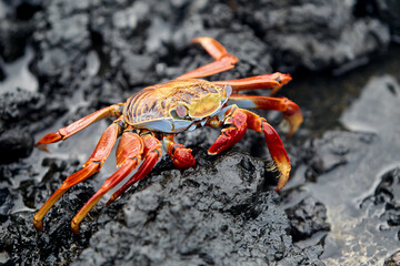 The Sally Lightfoot crab is a vibrant and agile crustacean native to the Galápagos Islands. Known for its striking colors, which range from bright red to orange and blue.