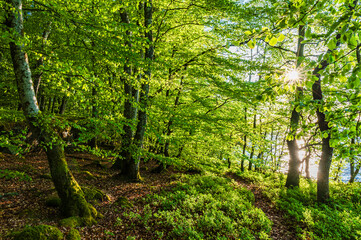 Discover the vibrant green beech forest in Sweden during spring, showcasing lush foliage and sunlight filtering through the trees