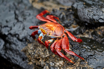 The Sally Lightfoot crab is a vibrant and agile crustacean native to the Galápagos Islands. Known for its striking colors, which range from bright red to orange and blue.
