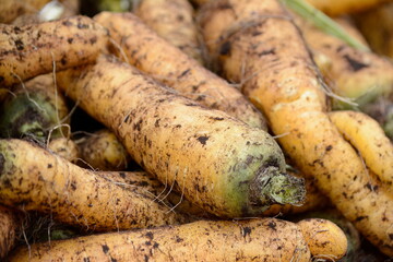 Fresh white carrots harvested on a farm in the Holland Marsh in central Ontario, Canada. 