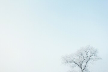 tree in the snow