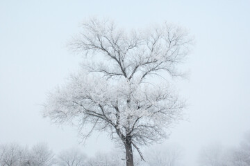 tree in winter