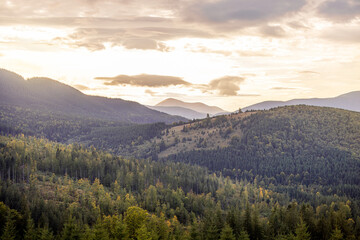 A serene view of the Carpathian mountains during sunrise, with Mount Hoverla visible in the distance. The tranquil morning atmosphere highlights the natural beauty of the forested landscape