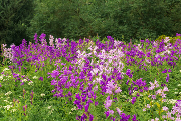 Obraz premium landscape, field of purple bells on forest edge close up
