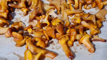 Close up of boiled chanterelle mushrooms on a paper