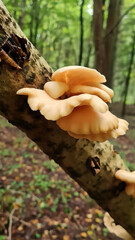 Oyster mushrooms growing on a dead tree in the forest in autumn