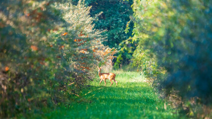 Fototapete bei efototapeten.de bestellen   