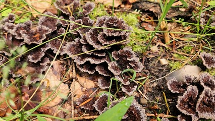 Mushroom colony on the ground in the autumn forest