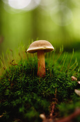Mushroom in the forest on a background of green moss
