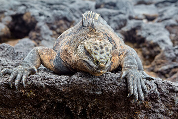 The marine iguana of the Galapagos Islands is a remarkable and unique species, the only lizard in the world that has adapted to life in the ocean. 