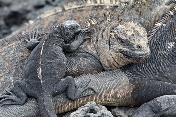 The marine iguana of the Galapagos Islands is a remarkable and unique species, the only lizard in the world that has adapted to life in the ocean. 