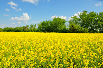 Obraz premium Blooming.