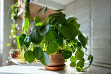 Closeup of trendy Pilea peperomioides houseplant in terracotta pot at sunlight at kitchen home. Chinese money plant. Indoor gardening, hobby concept