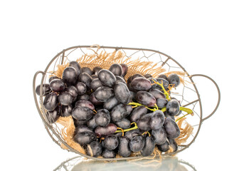 One bunch of ripe black grapes in a basket, macro, isolated on white background.