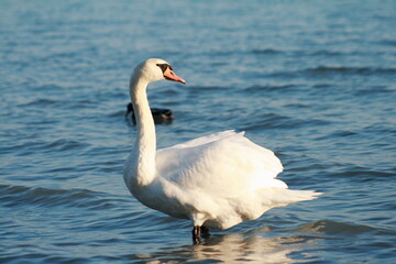 Lone Swan.