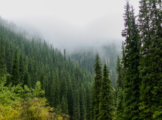 misty morning in the mountains