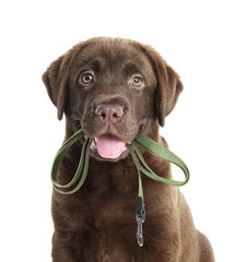 Cute Chocolate Labrador Retriever dog holding leash in mouth on white background. Time for walk