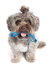 Fluffy Maltipoo dog holding leash in mouth on white background. Time for walk