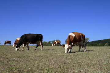 Obraz premium Pasturage cow.